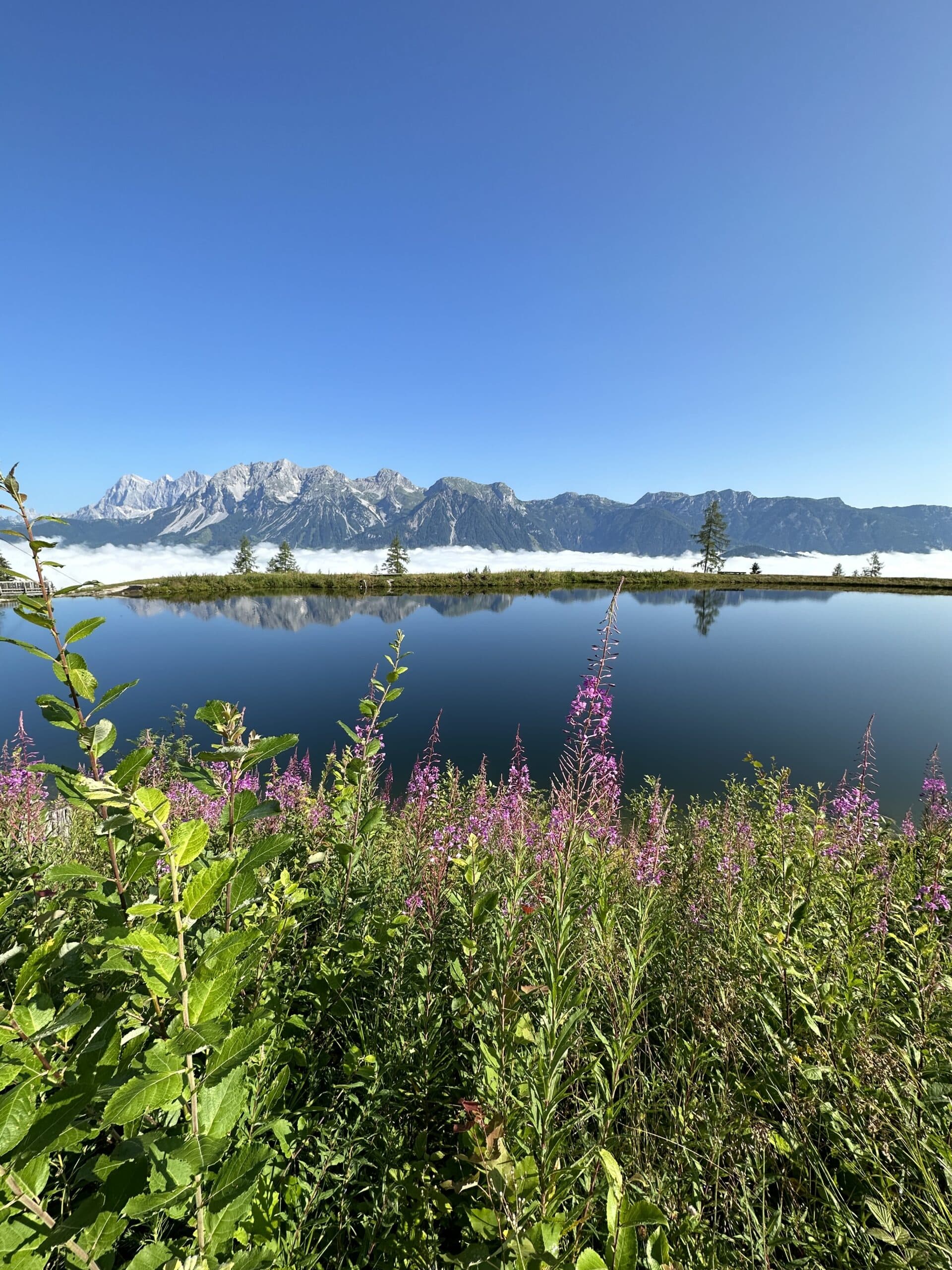 Alpensee mit Wildblumen und Spiegelung des Dachsteins in der Region Ramsau.