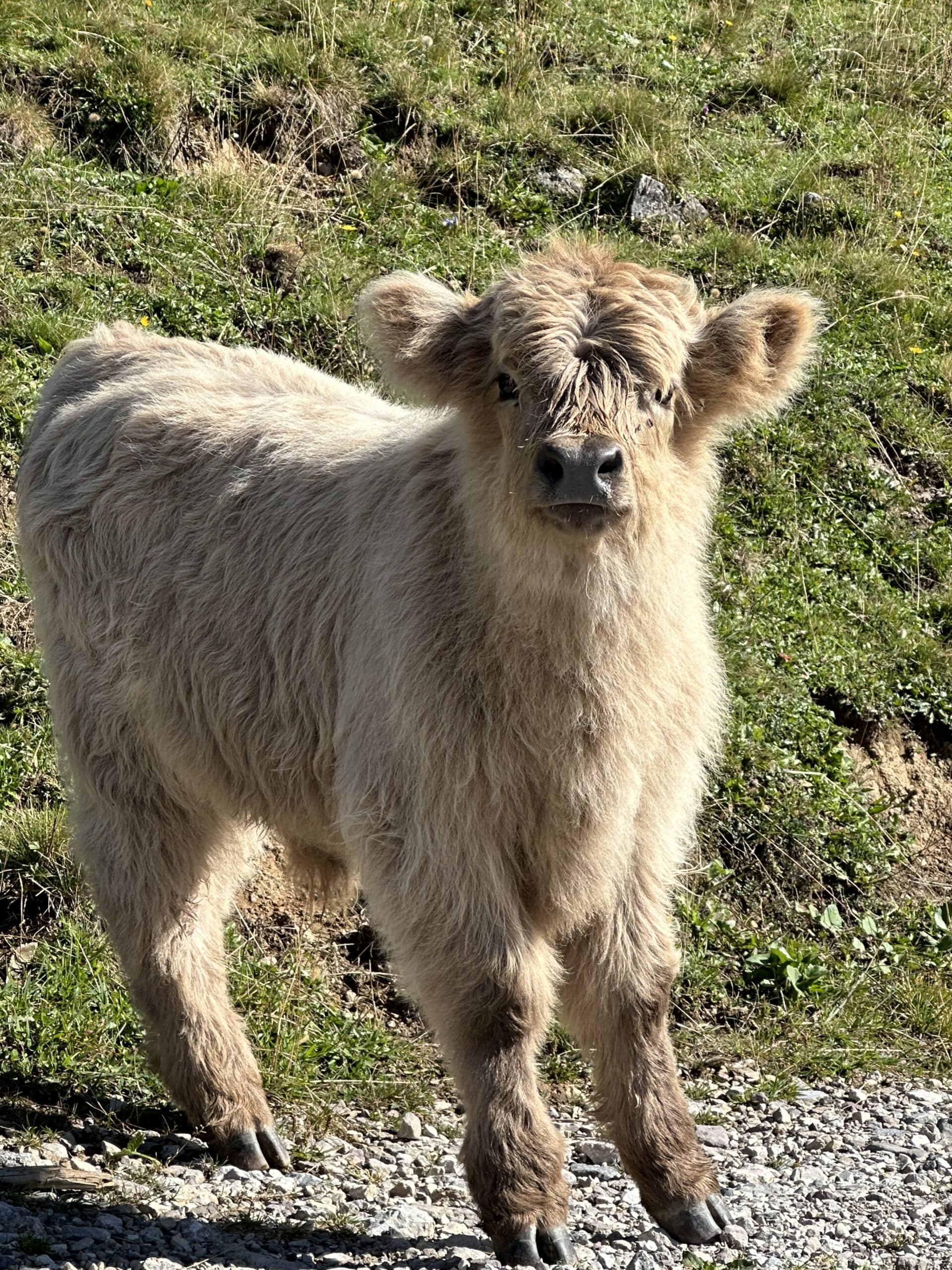 Kleines junges Rind auf einer Bergweide in der Region Ramsau am Dachstein.