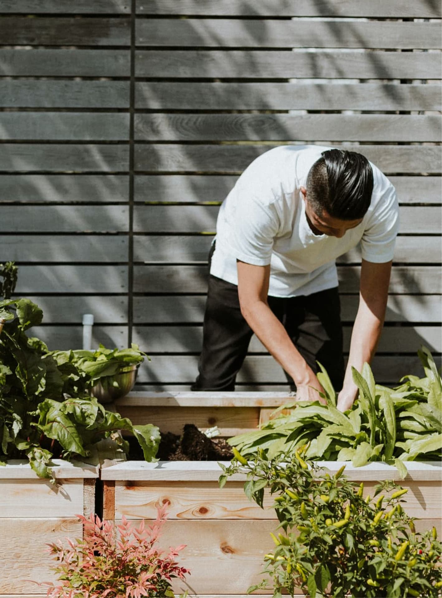 Küchenmitarbeiter erntet frische Kräuter für die Küche des Hotel Pehab.