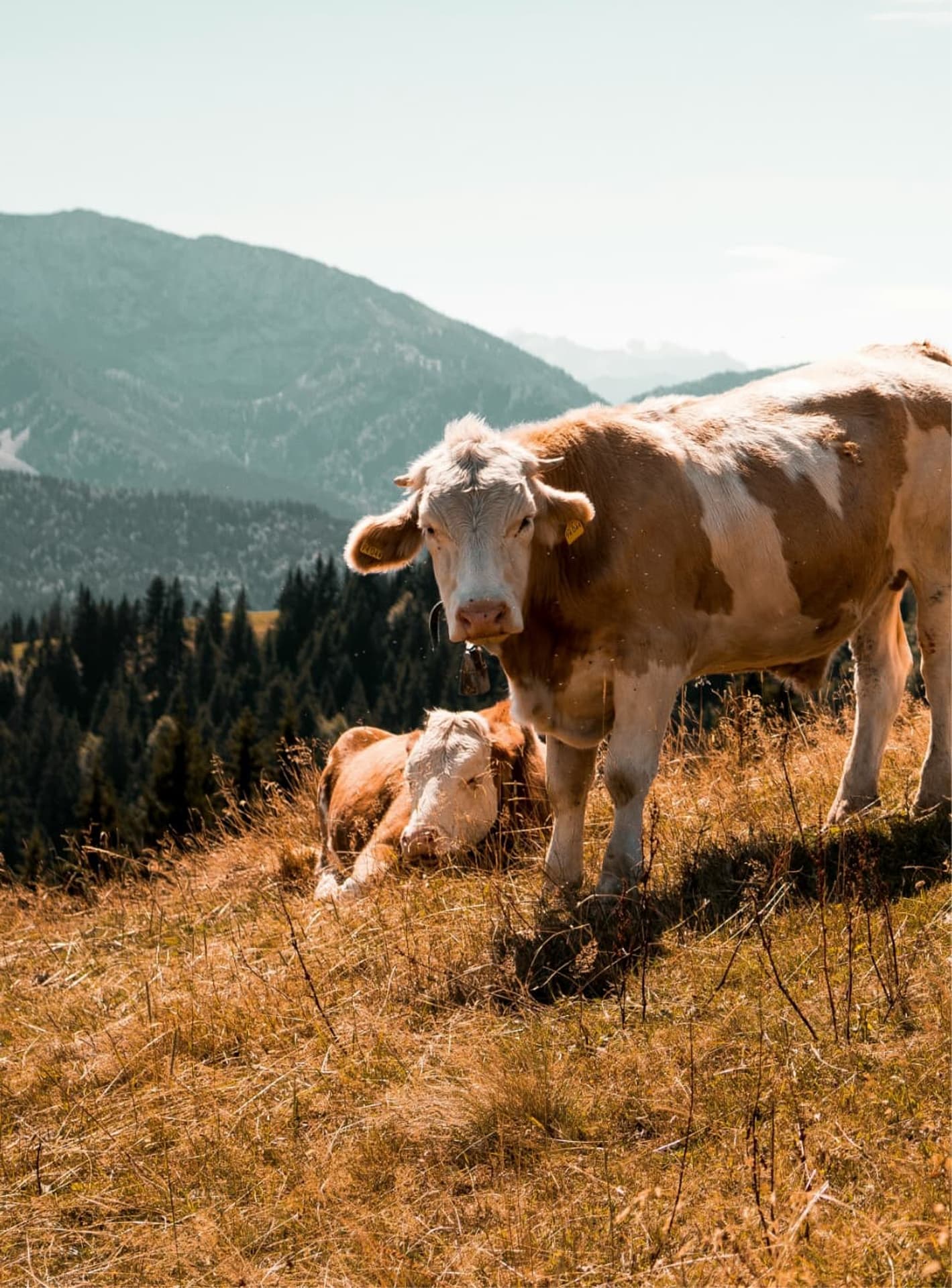 Kuhherde auf einer Almwiese in Ramsau am Dachstein vor Bergkulisse.